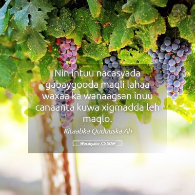 Picture 05 - Wacdiyahii 7:5 SOM - Nin intuu nacasyada gabaygooda maqli lahaa waxaa - Bible Verse Picture