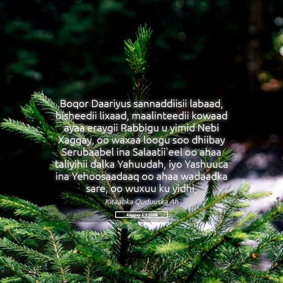 Picture 05 - Xaggay 1:1 SOM - Boqor Daariyus sannaddiisii labaad, bisheedii - Bible Verse Picture
