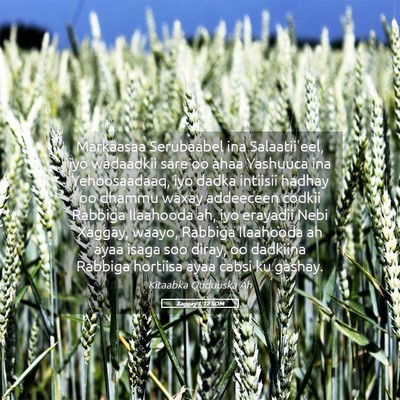Picture 05 - Xaggay 1:12 SOM - Markaasaa Serubaabel ina Salaatii'eel, iyo - Bible Verse Picture