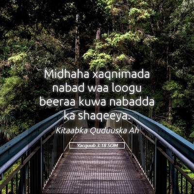 Picture 05 - Yacquub 3:18 SOM - Midhaha xaqnimada nabad waa loogu beeraa kuwa - Bible Verse Picture