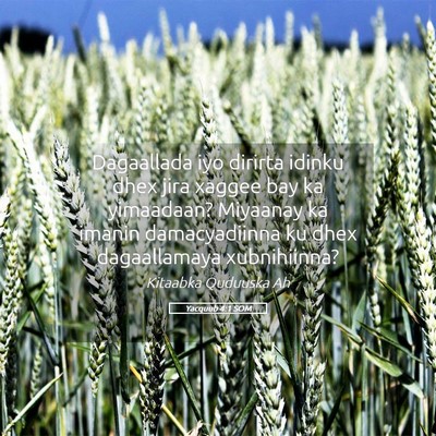 Picture 05 - Yacquub 4:1 SOM - Dagaallada iyo dirirta idinku dhex jira xaggee - Bible Verse Picture