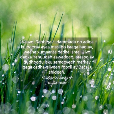 Picture 05 - Yeremyaah 11:17 SOM - Waayo, Rabbiga ciidammada oo adiga ku beeray ayaa - Bible Verse Picture