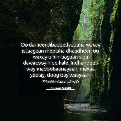Picture 05 - Yeremyaah 14:6 SOM - Oo dameerdibadeedyadana waxay istaagaan meelaha - Bible Verse Picture