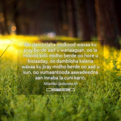Picture 05 - Yeremyaah 24:2 SOM - Oo dambiilaha midkood waxaa ku jiray berde aad u - Bible Verse Picture