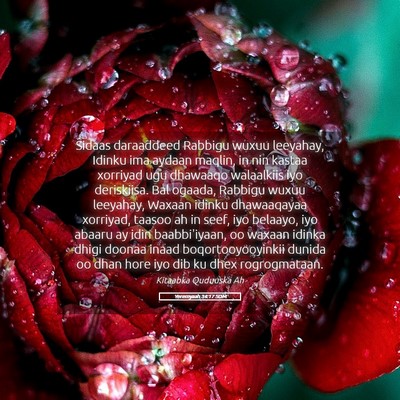 Picture 05 - Yeremyaah 34:17 SOM - Sidaas daraaddeed Rabbigu wuxuu leeyahay, Idinku - Bible Verse Picture