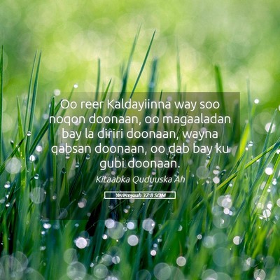 Picture 05 - Yeremyaah 37:8 SOM - Oo reer Kaldayiinna way soo noqon doonaan, oo - Bible Verse Picture