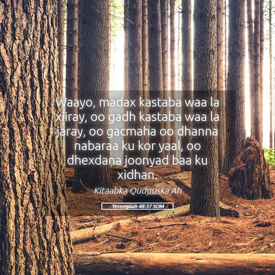 Picture 05 - Yeremyaah 48:37 SOM - Waayo, madax kastaba waa la xiiray, oo gadh - Bible Verse Picture