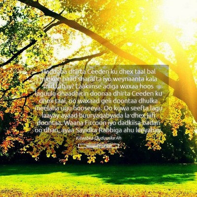 Picture 05 - Yexesqeel 31:18 SOM - Haddaba dhirta Ceeden ku dhex taal bal midkee - Bible Verse Picture