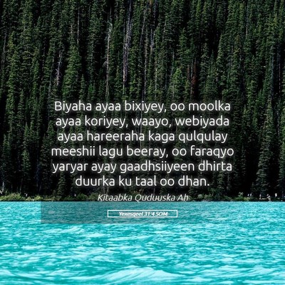 Picture 05 - Yexesqeel 31:4 SOM - Biyaha ayaa bixiyey, oo moolka ayaa koriyey, - Bible Verse Picture