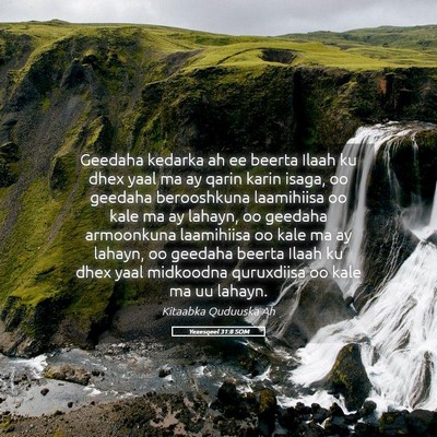 Picture 05 - Yexesqeel 31:8 SOM - Geedaha kedarka ah ee beerta Ilaah ku dhex yaal - Bible Verse Picture