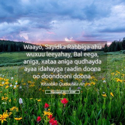 Picture 05 - Yexesqeel 34:11 SOM - Waayo, Sayidka Rabbiga ahu wuxuu leeyahay, Bal - Bible Verse Picture