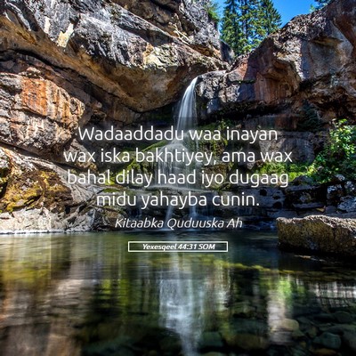 Picture 05 - Yexesqeel 44:31 SOM - Wadaaddadu waa inayan wax iska bakhtiyey, ama wax - Bible Verse Picture
