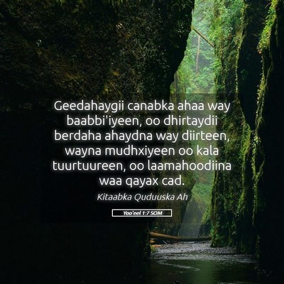 Picture 05 - Yoo'eel 1:7 SOM - Geedahaygii canabka ahaa way baabbi'iyeen, oo - Bible Verse Picture