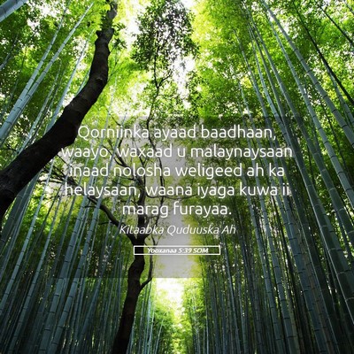 Picture 05 - Yooxanaa 5:39 SOM - Qorniinka ayaad baadhaan, waayo, waxaad u - Bible Verse Picture