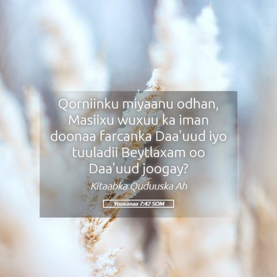 Picture 05 - Yooxanaa 7:42 SOM - Qorniinku miyaanu odhan, Masiixu wuxuu ka iman - Bible Verse Picture