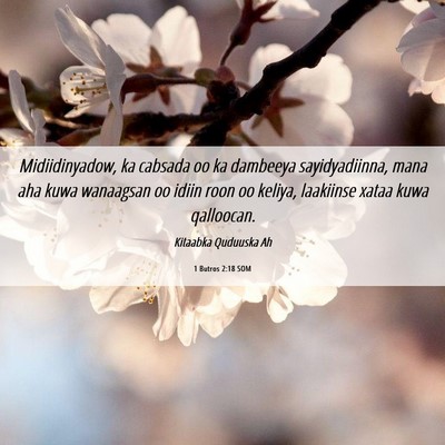 Picture 06 - 1 Butros 2:18 SOM - Midiidinyadow, ka cabsada oo ka dambeeya - Bible Verse Picture