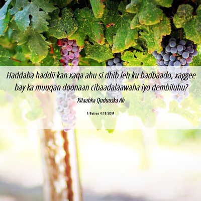 Picture 06 - 1 Butros 4:18 SOM - Haddaba haddii kan xaqa ahu si dhib leh ku - Bible Verse Picture
