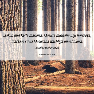 Picture 06 - 1 Korintos 15:23 SOM - laakiin mid kasta markiisa, Masiixa midhaha ugu - Bible Verse Picture