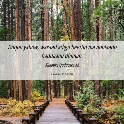 Picture 06 - 1 Korintos 15:36 SOM - Doqon yahow, waxaad adigu beertid ma noolaado - Bible Verse Picture