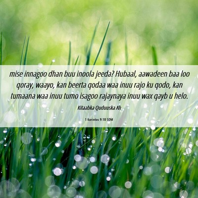 Picture 06 - 1 Korintos 9:10 SOM - mise innagoo dhan buu inoola jeeda? Hubaal, - Bible Verse Picture