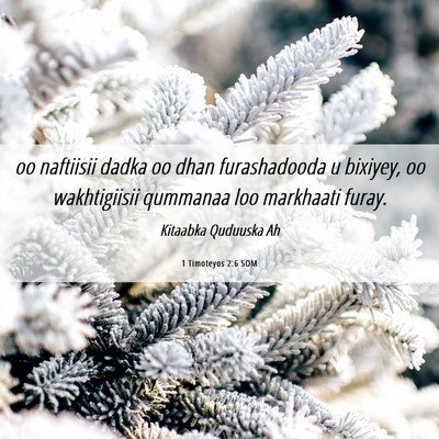 Picture 06 - 1 Timoteyos 2:6 SOM - oo naftiisii dadka oo dhan furashadooda u - Bible Verse Picture