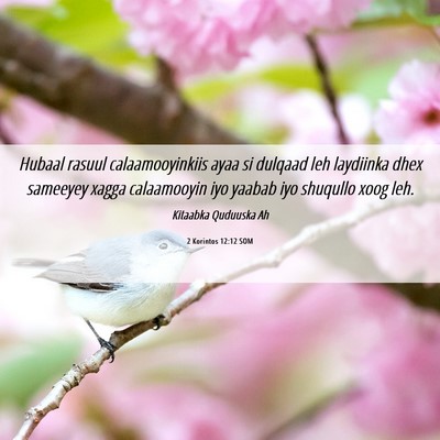 Picture 06 - 2 Korintos 12:12 SOM - Hubaal rasuul calaamooyinkiis ayaa si dulqaad leh - Bible Verse Picture