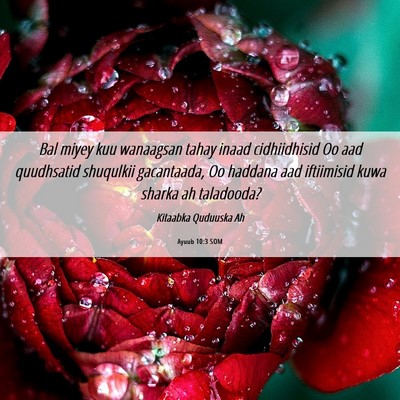 Picture 06 - Ayuub 10:3 SOM - Bal miyey kuu wanaagsan tahay inaad cidhiidhisid - Bible Verse Picture