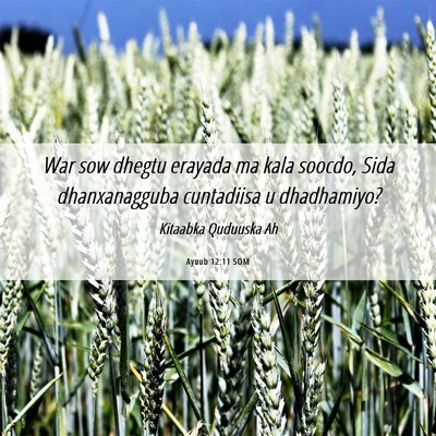 Picture 06 - Ayuub 12:11 SOM - War sow dhegtu erayada ma kala soocdo, Sida - Bible Verse Picture