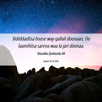 Picture 06 - Ayuub 18:16 SOM - Xididdadiisa hoose way qallali doonaan, Oo - Bible Verse Picture