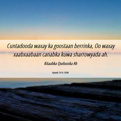 Picture 06 - Ayuub 24:6 SOM - Cuntadooda waxay ka goostaan berrinka, Oo waxay - Bible Verse Picture