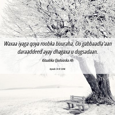 Picture 06 - Ayuub 24:8 SOM - Waxaa iyaga qoya roobka buuraha, Oo gabbaadla'aan - Bible Verse Picture