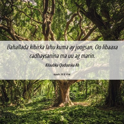 Picture 06 - Ayuub 28:8 SOM - Bahallada kibirka lahu kuma ay joogsan, Oo - Bible Verse Picture