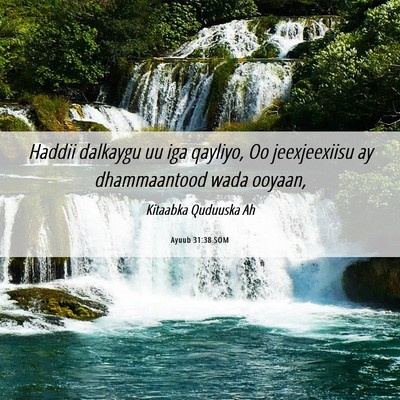 Picture 06 - Ayuub 31:38 SOM - Haddii dalkaygu uu iga qayliyo, Oo jeexjeexiisu - Bible Verse Picture