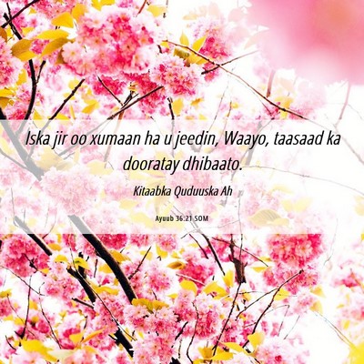 Picture 06 - Ayuub 36:21 SOM - Iska jir oo xumaan ha u jeedin, Waayo, taasaad ka - Bible Verse Picture