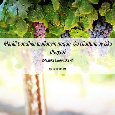 Picture 06 - Ayuub 38:38 SOM - Markii boodhku taallooyin noqdo, Oo ciidduna ay - Bible Verse Picture
