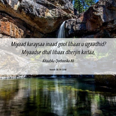 Picture 06 - Ayuub 38:39 SOM - Miyaad karaysaa inaad gool libaax u ugaadhid? - Bible Verse Picture