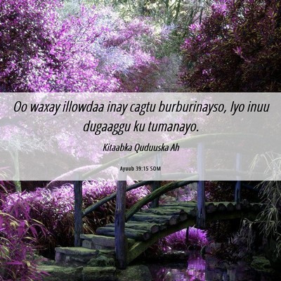 Picture 06 - Ayuub 39:15 SOM - Oo waxay illowdaa inay cagtu burburinayso, Iyo - Bible Verse Picture