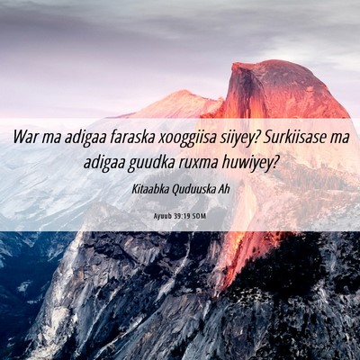 Picture 06 - Ayuub 39:19 SOM - War ma adigaa faraska xooggiisa siiyey? - Bible Verse Picture