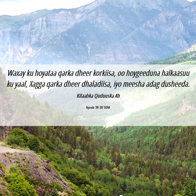 Picture 06 - Ayuub 39:28 SOM - Waxay ku hoyataa qarka dheer korkiisa, oo - Bible Verse Picture