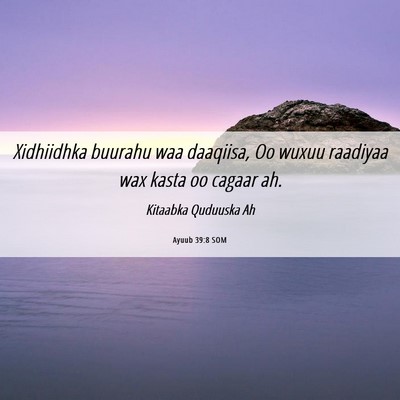 Picture 06 - Ayuub 39:8 SOM - Xidhiidhka buurahu waa daaqiisa, Oo wuxuu - Bible Verse Picture