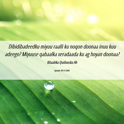 Picture 06 - Ayuub 39:9 SOM - Dibidibadeedku miyuu raalli ku noqon doonaa inuu - Bible Verse Picture