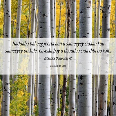 Picture 06 - Ayuub 40:15 SOM - Haddaba bal eeg jeerta aan u sameeyey sidaan kuu - Bible Verse Picture