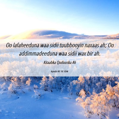 Picture 06 - Ayuub 40:18 SOM - Oo lafaheeduna waa sidii tuubbooyin naxaas ah; Oo - Bible Verse Picture
