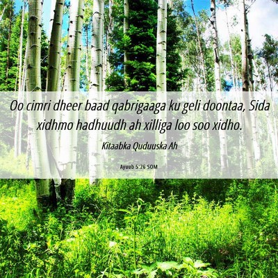 Picture 06 - Ayuub 5:26 SOM - Oo cimri dheer baad qabrigaaga ku geli doontaa, - Bible Verse Picture