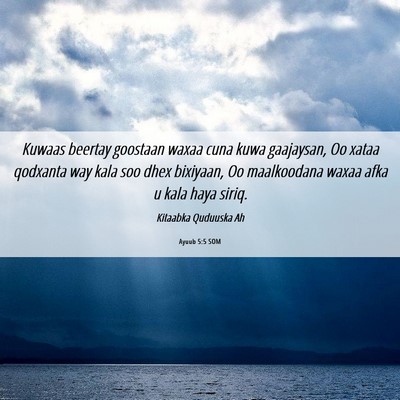 Picture 06 - Ayuub 5:5 SOM - Kuwaas beertay goostaan waxaa cuna kuwa - Bible Verse Picture