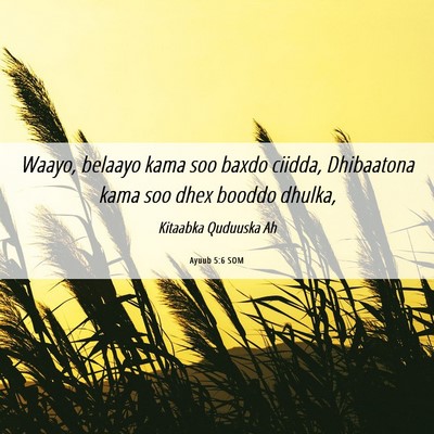 Picture 06 - Ayuub 5:6 SOM - Waayo, belaayo kama soo baxdo ciidda, Dhibaatona - Bible Verse Picture