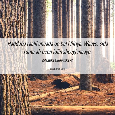Picture 06 - Ayuub 6:28 SOM - Haddaba raalli ahaada oo bal i fiiriya, Waayo, - Bible Verse Picture