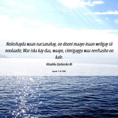 Picture 06 - Ayuub 7:16 SOM - Noloshayda waan nacsanahay, oo dooni maayo inaan - Bible Verse Picture