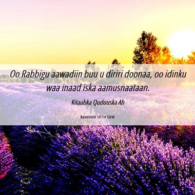Picture 06 - Baxniintii 14:14 SOM - Oo Rabbigu aawadiin buu u diriri doonaa, oo - Bible Verse Picture