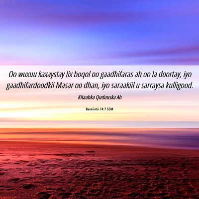 Picture 06 - Baxniintii 14:7 SOM - Oo wuxuu kaxaystay lix boqol oo gaadhifaras ah oo - Bible Verse Picture
